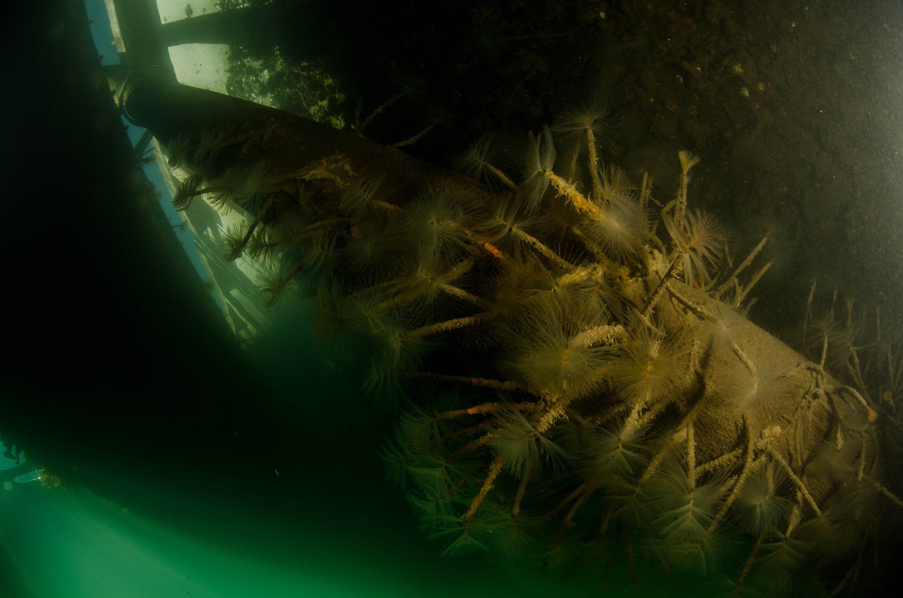 DSC_3066 – Mediterranean, fanworm, Sabella, spallanzanii, marine, pest, Auckland, underwater, crispin, nz, new, zealand, new zealand, fan, worm, marine, pest, invasive, Biosecurity
